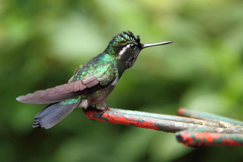 tropischer Regenwald: Kolibri