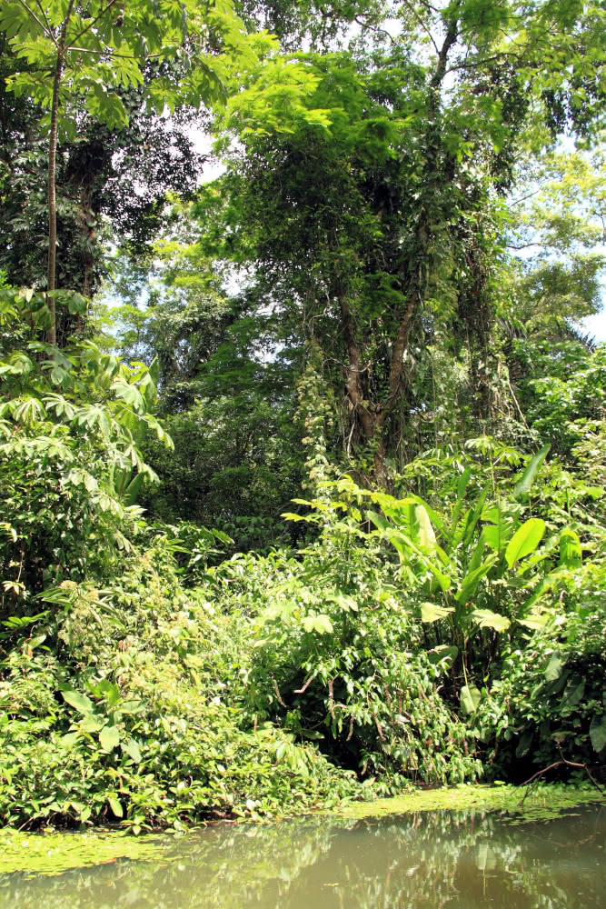 tropischer Regenwald: Stockwerksbau im Tropenwald