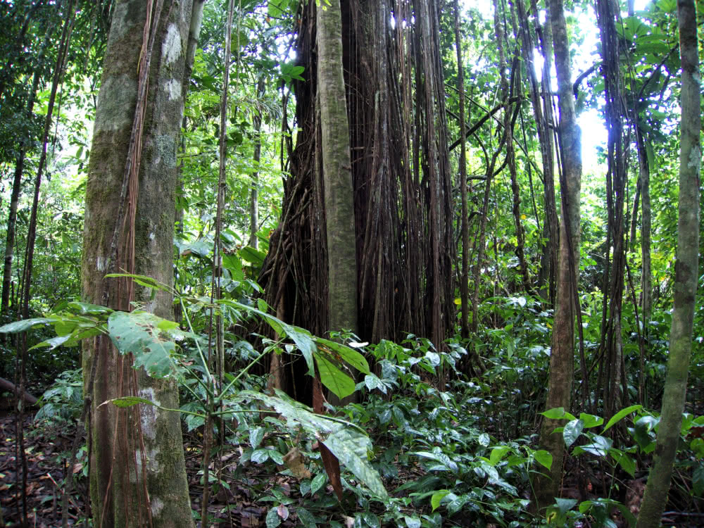 tropischer Regenwald
