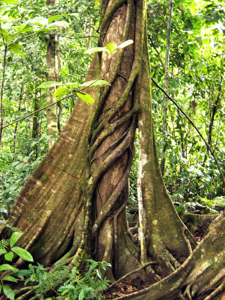 tropischer Regenwald: Tellerwurzeln und Würgefeige