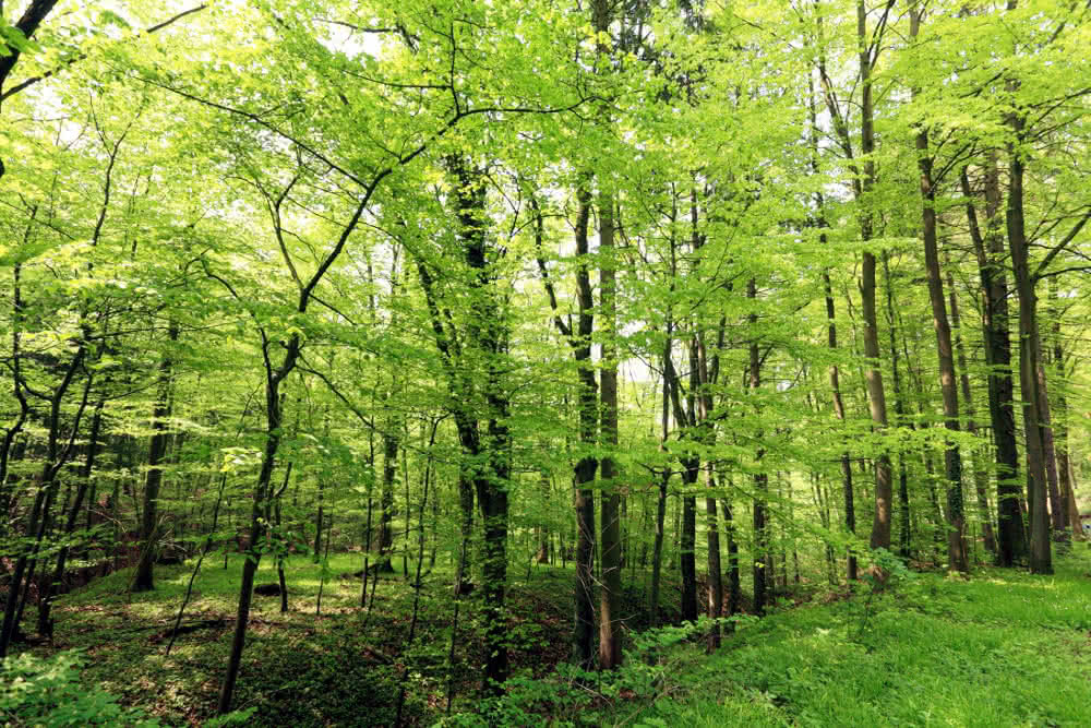 Laubwald im Frühling