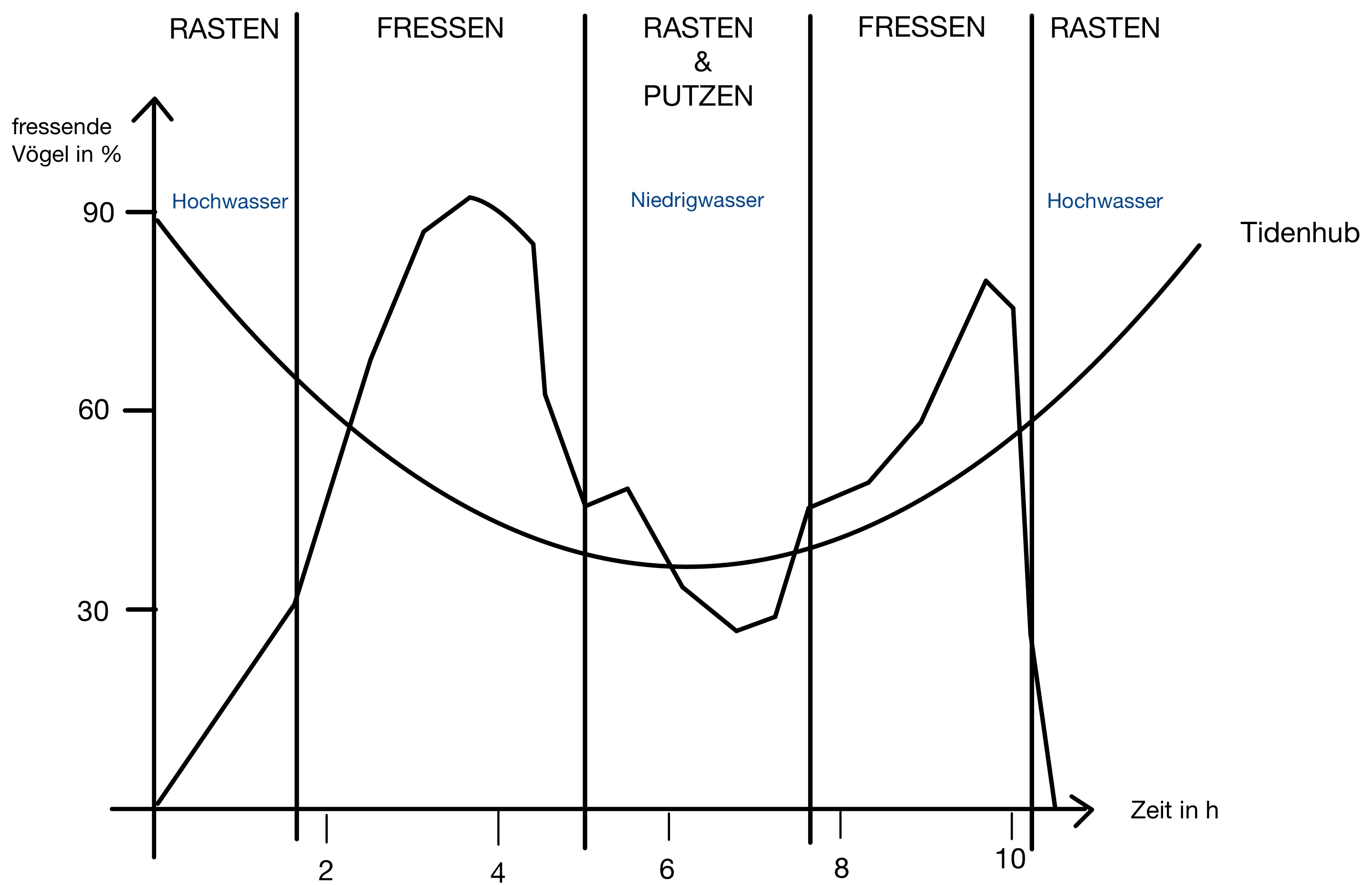 Aktivitäten im Wattenmeer