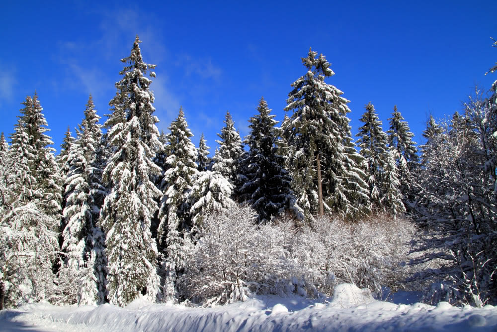 Frost und Winter - lebensfeindlich