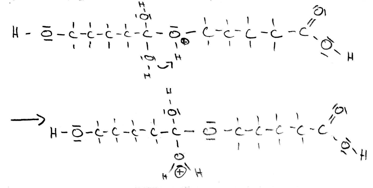 Mechanismus der Veresterung - dritter Schritt 