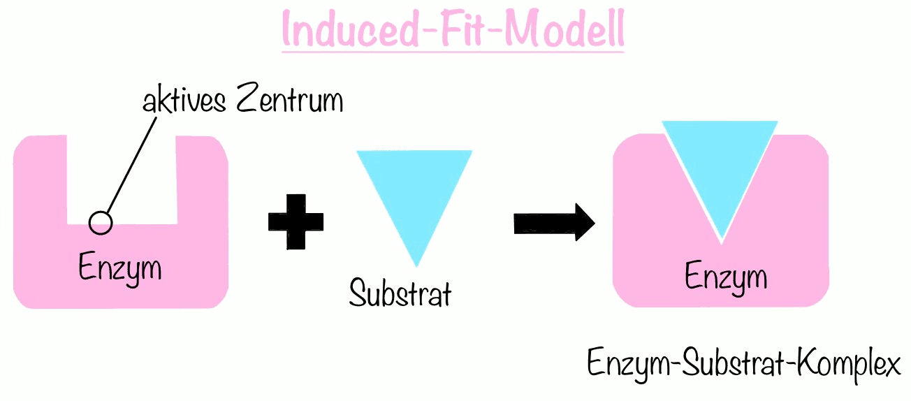 Induced-fit-Modell