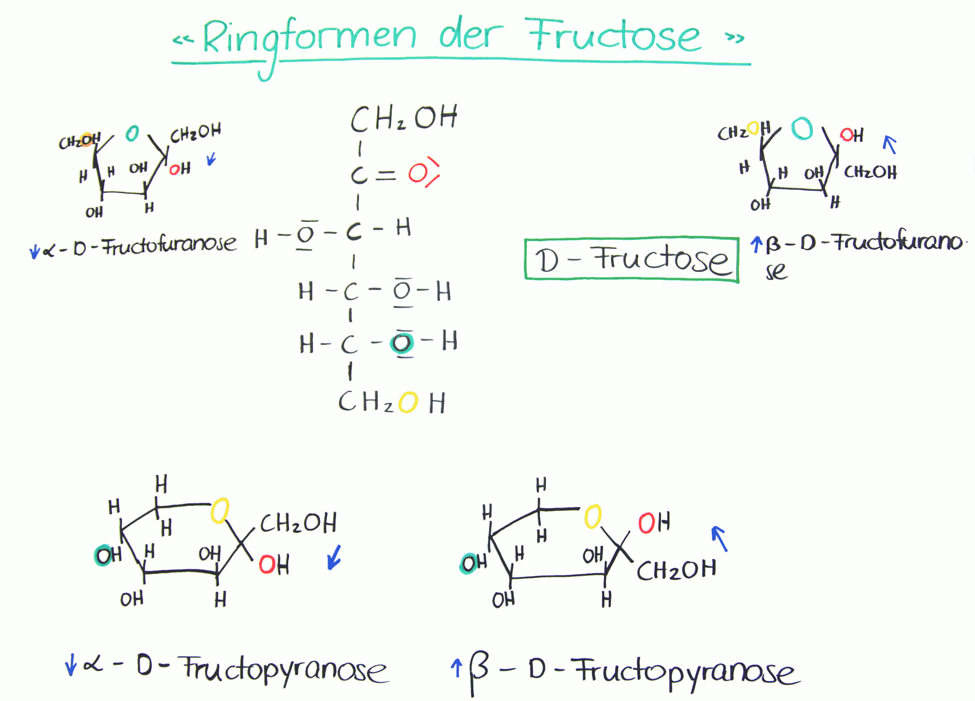 Ringformen der Fructose