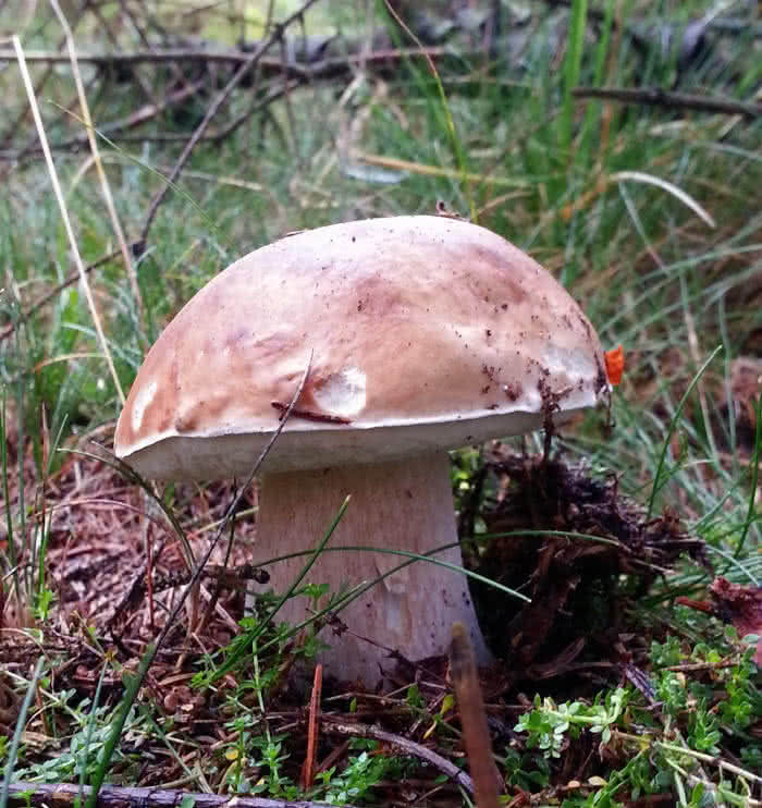 Steinpilz im Wald (Ständerpilz mit Fruchtkörper)