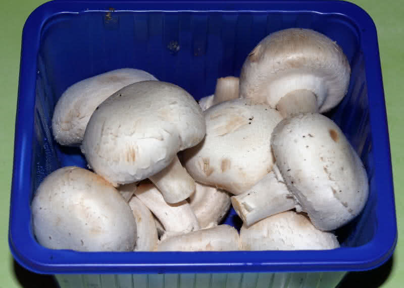 Zucht-Champignons