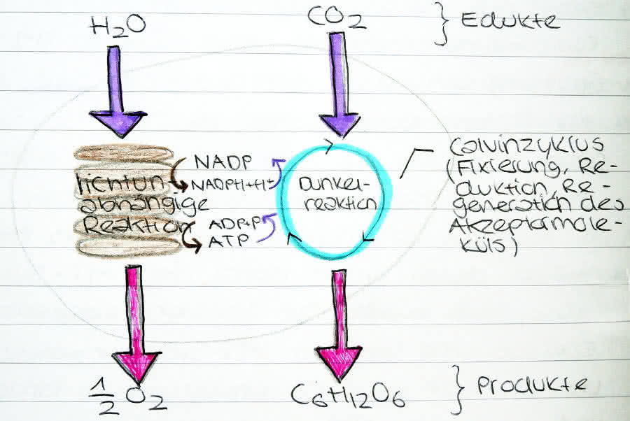 Zusammenfassung Photosynthese