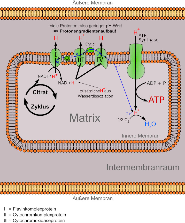 Endoxidation