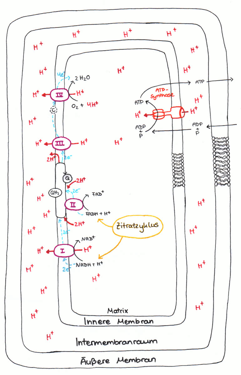 Endoxidation (Schema)