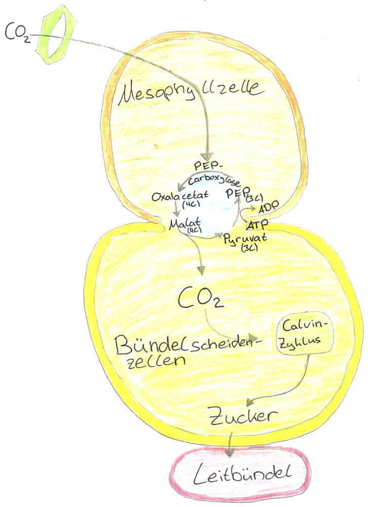 Stoffwechsel der C4-Pflanzen (Mais)
