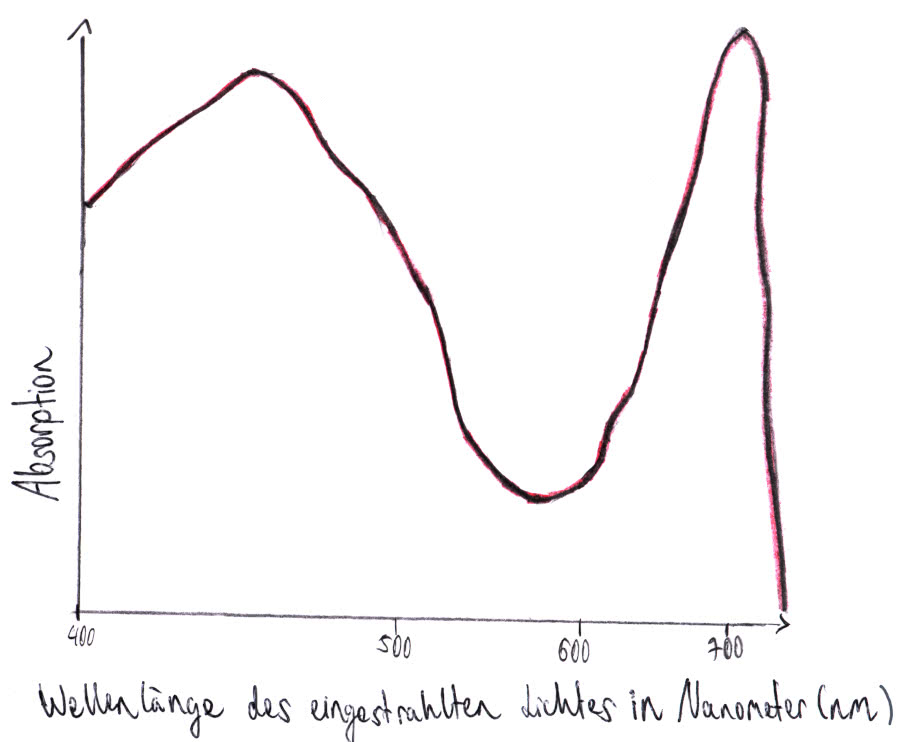 Lichtabsorption - Fotosyntheserate