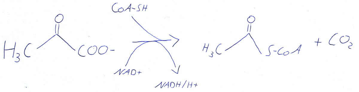 oxidative Decarboxylierung