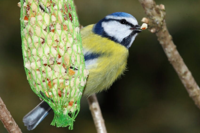 Blaumeise, Winterfütterung