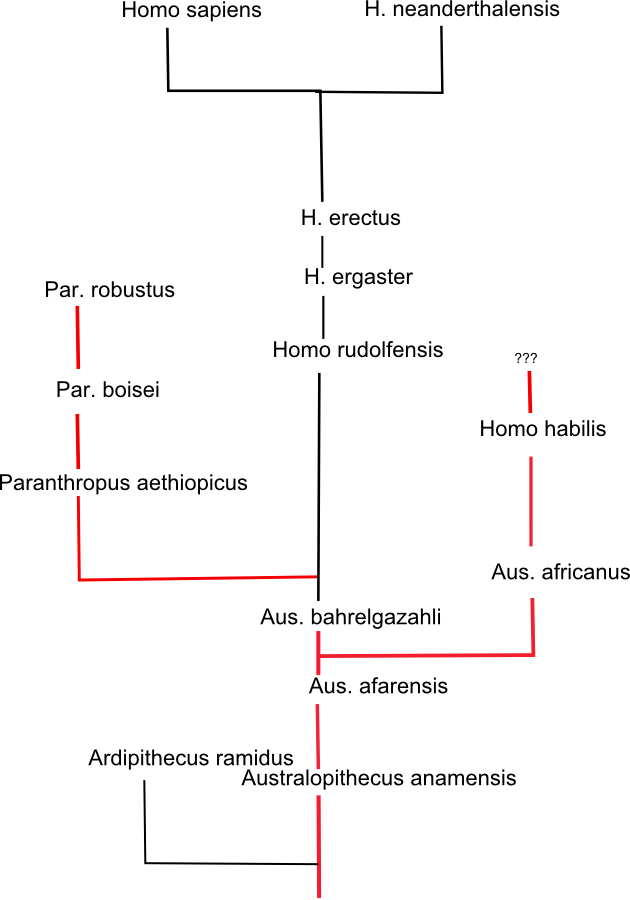gemeinsamer Stammbaum von Australopethiciden und Homoniden