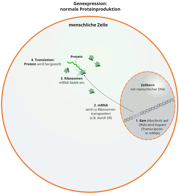 Normale Genexpression (Proteinbiosynthese)