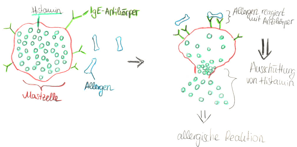 Freisetzung von Histamin