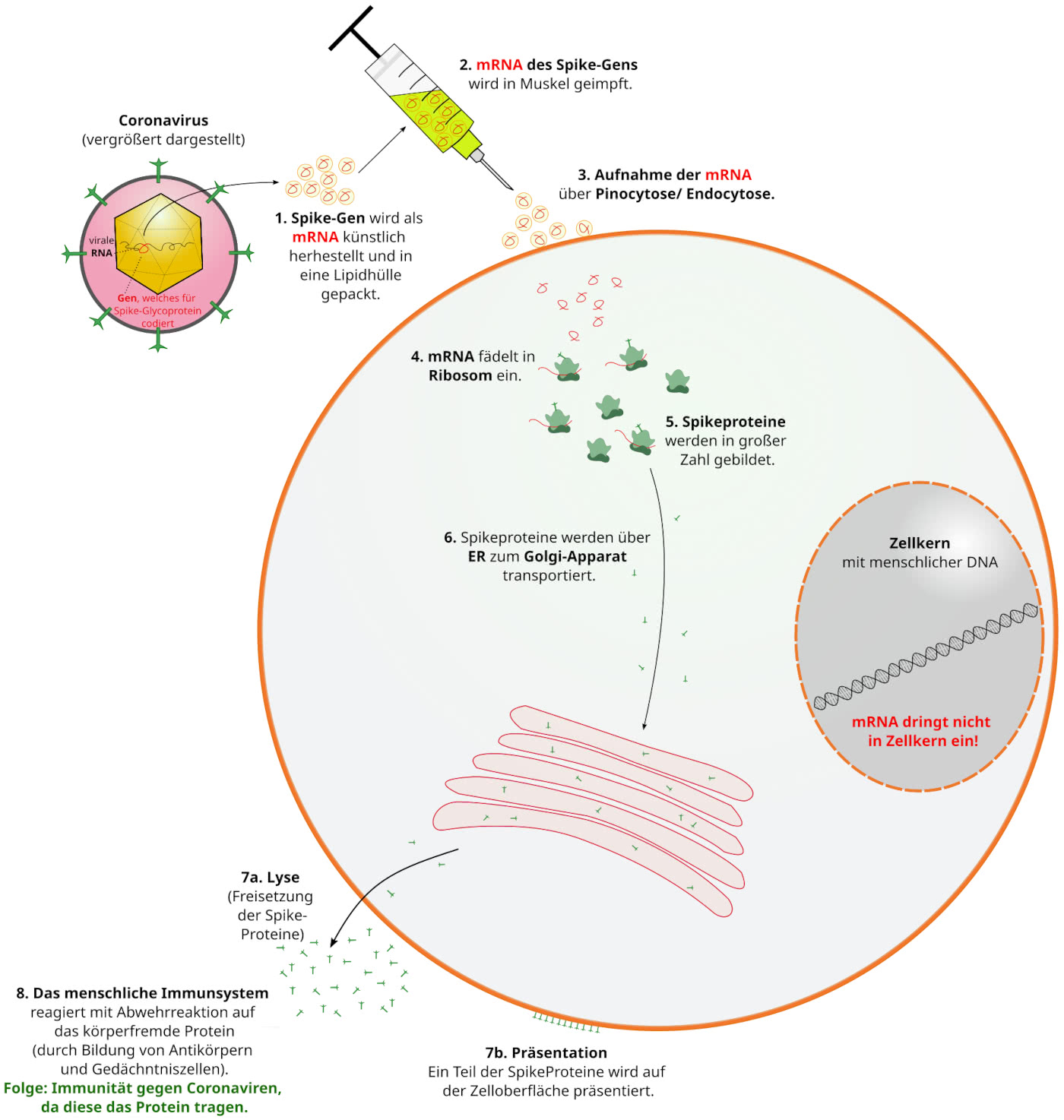 mRNA-Impfung bei SARS-Cov-2