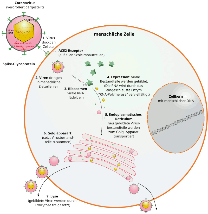  Die Vermehrung von SARS-VOV-2