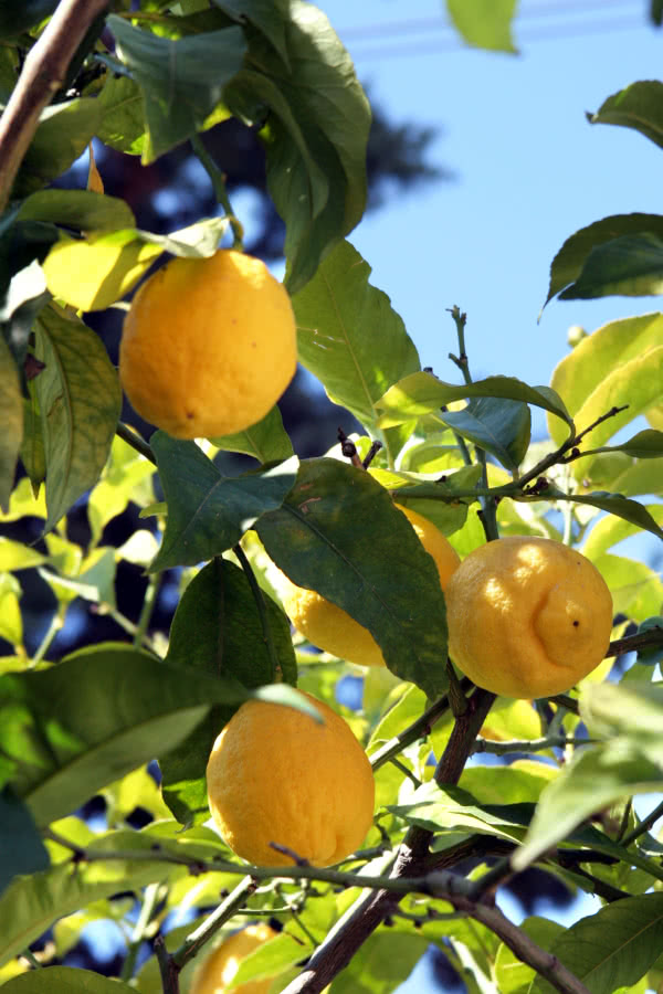 Zitronen am Baum - etwas süß (bei Reife) und sauer